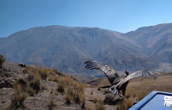 Sacha, el cóndor andino, volvió a surcar el cielo salteño