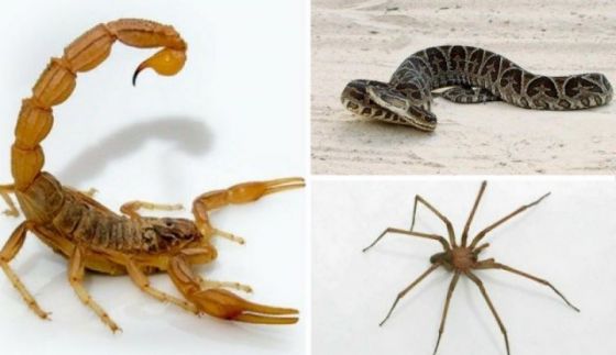 Las altas temperaturas son propicias para la aparición de alacranes, arañas y serpientes