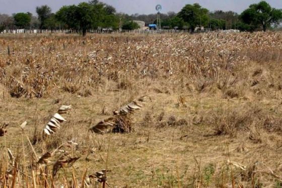 El Gobierno declaró la Emergencia Agropecuaria en Rivadavia y parte de San Martín