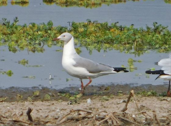 En el Gran Día del conteo Mundial de Aves, el Parque del Bicentenario registró una especie llamativa