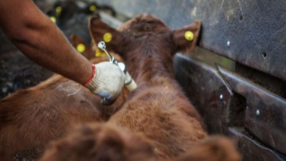 Pequeños productores de Orán, San Martín y Rivadavia recibirán de manera gratuita la vacuna antiaftosa