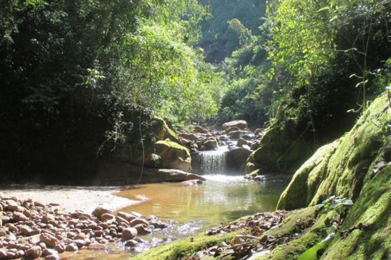 “Salta tiene la mayor porción de bosques y biodiversidad de toda la Nación”