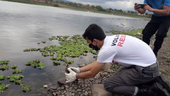 Los Parques Urbanos trabajan con asociaciones proteccionistas para el cuidado de la fauna