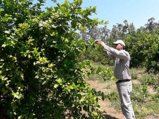 Salta y Jujuy trabajan en el monitoreo intensivo para la detección precoz de la enfermedad citrícola HLB