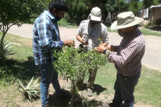 Salta y Jujuy coordinan el monitoreo precoz de la enfermedad de los cítricos