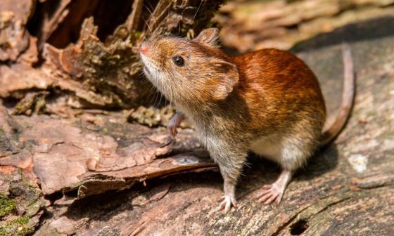 En 2020 se registraron 14 infecciones por hantavirus en Salta