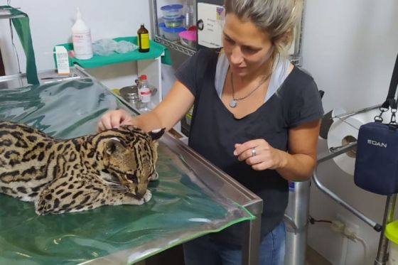 La Secretaría de Ambiente trabaja en la recuperación de un ocelote atropellado 