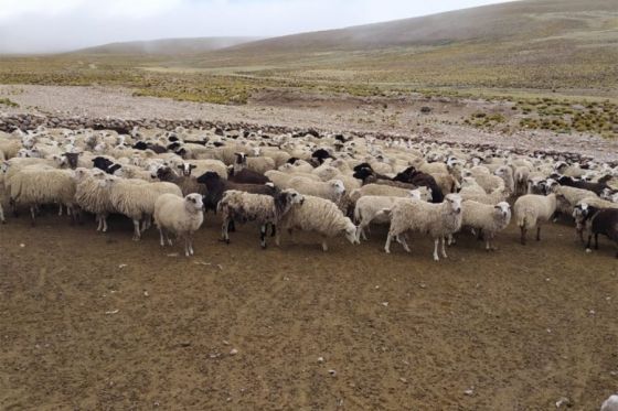 Trabajo conjunto para fortalecer proyectos productivos para el sector ovino y caprino