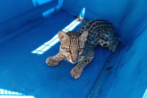 Volvió a su hábitat el ocelote que había sido atropellado en Orán