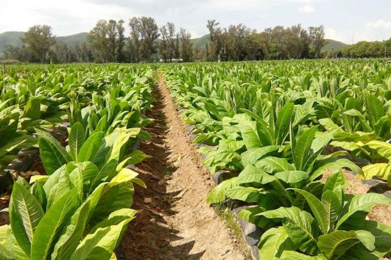 Hasta el 12 de marzo empadronarán a postulantes al sector Tabaco Rural del Programa Intercosecha