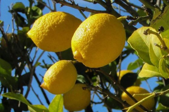 El 17 de febrero comienza el pago del sector Citrus del Programa Intercosecha