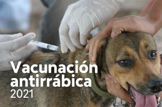 Comienza la campaña de vacunación antirrábica para perros y gatos