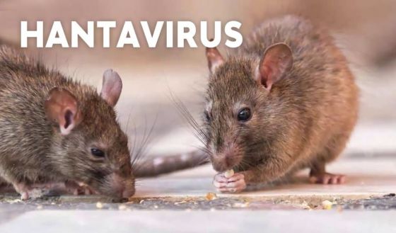 Se confirmaron 5 casos de hantavirus en la provincia