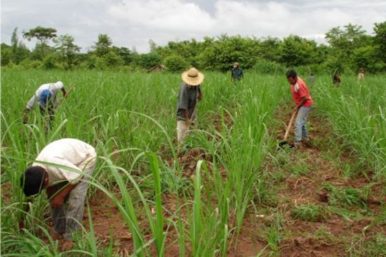 El 25 de febrero comienza el pago del sector Azúcar del Programa Intercosecha