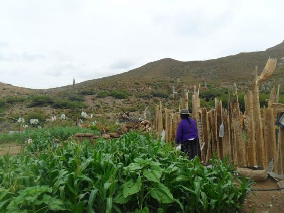 Comunidades de la Puna finalizaron proyectos productivos y mejoraron su calidad de vida