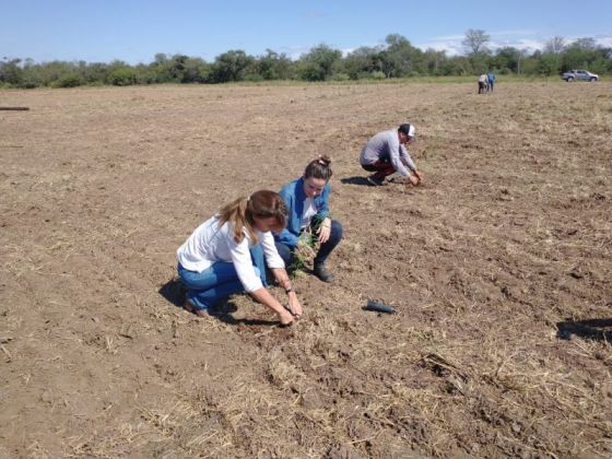 Se puso en marcha el primer proyecto privado de forestación, con especies producidas en el Vivero de Orán