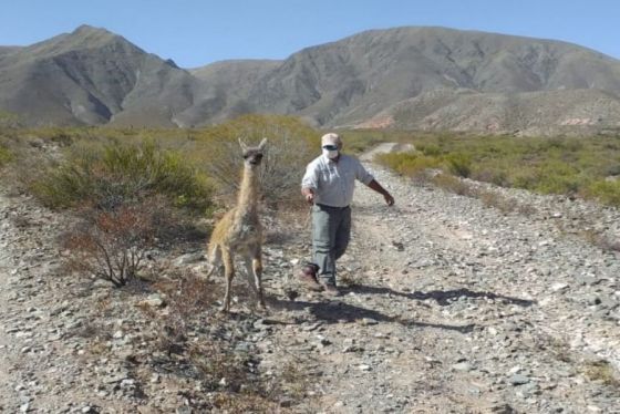 Luego de dos meses de recuperación Ambiente logró reinsertar un guanaco en su hábitat