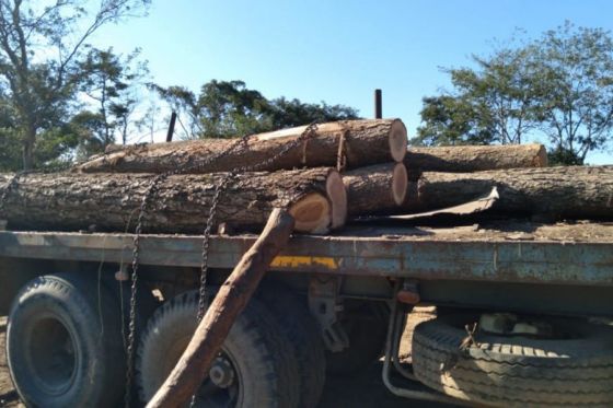 Intensos controles de madera en el Norte Provincial