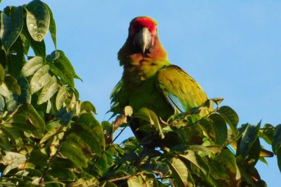 En Salta, se duplicó la población de Guacamayos Verdes