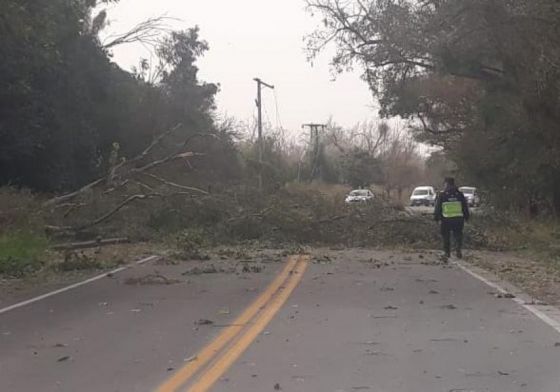 Asistencia integral en distintas zonas afectadas por fuertes ráfagas de viento zonda