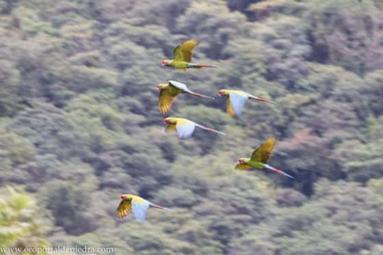 Salta pone en marcha el Plan de Conservación del Guacamayo Verde