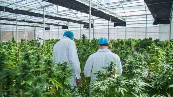 La Provincia inicia el proyecto para la producción de cannabis con fines medicinales