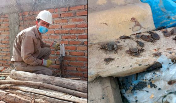 La eliminación de la enfermedad de Chagas es un objetivo nacional