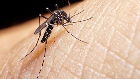 La población debe ser parte activa en la prevención del dengue, zika y chikungunya