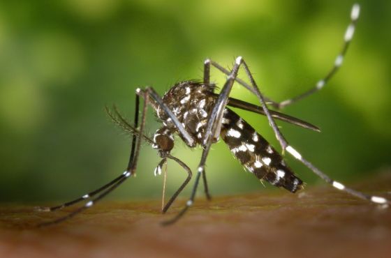 No se registran casos de dengue, zika y chikungunya en la provincia