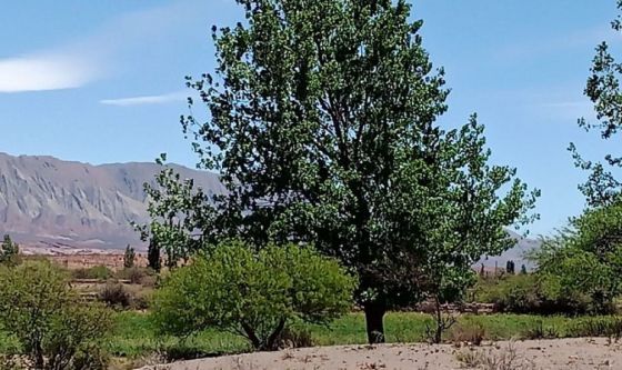 Desarrollo Agropecuario asistió a pequeños productores de Amblayo afectados por el incendio