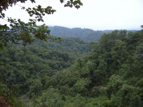 Convocan para la presentación de proyectos de Manejo y Conservación de Bosques Nativos