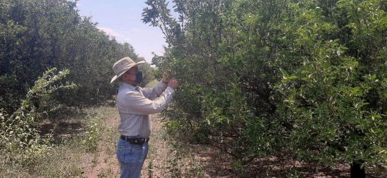 Monitoreos intensivos de enfermedad de los cítricos en distintas localidades salteñas