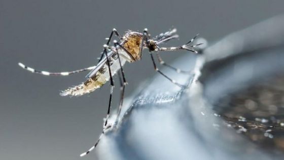 “El trabajo preventivo erradica al mosquito transmisor del dengue”