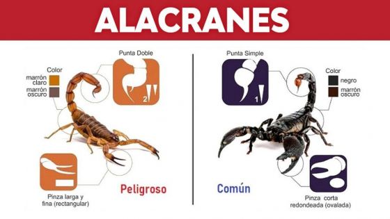 Qué se debe hacer ante la picadura de un alacrán