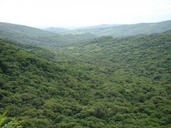 Extienden el plazo para la presentación de proyectos de Manejo y Conservación de Bosques Nativos