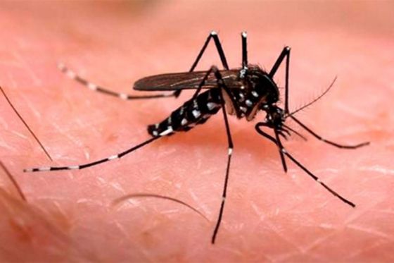 En Salta no se notificaron casos de dengue, zika ni chikungunya