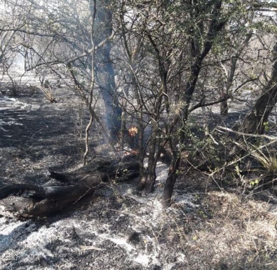 Defensa Civil interviene en el incendio forestal de Rivadavia Banda Sur