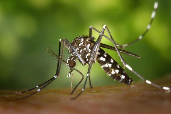 Pautas para prevenir el dengue, zika y chikungunya durante el período de lluvias