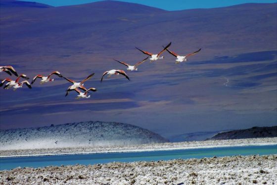 Implementan herramientas para mejorar la estrategia de conservación del Flamenco Andino