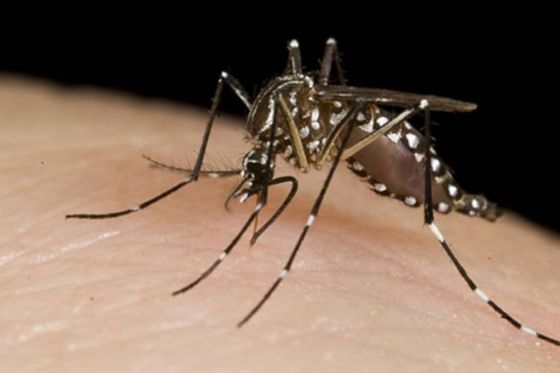 Pautas para prevenir el dengue, zika y chikungunya durante el período de lluvias