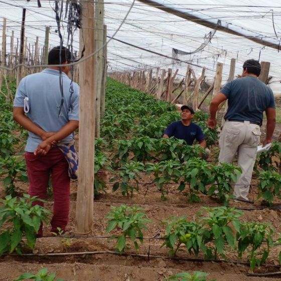 Empresa agrícola capacitó en invernaderos a integrantes de pueblos originarios