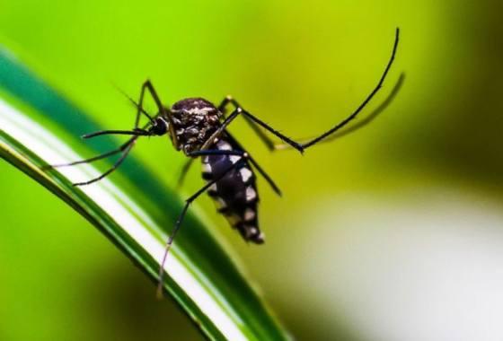 Suman 72 los casos confirmados de dengue en la provincia