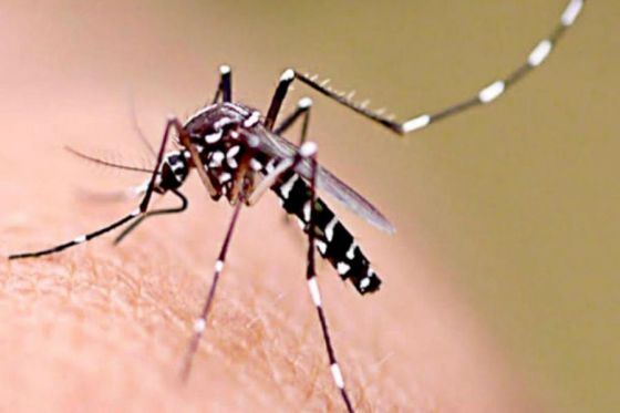 Se notificaron 55 nuevos casos de dengue en la provincia