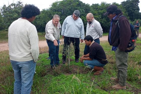 Capacitan en el manejo de plantas cítricas para plantaciones en comunidades indígenas