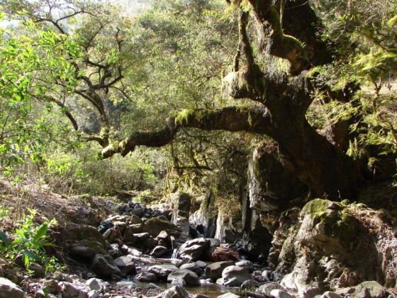 En el Día Mundial del Ambiente el Gobierno de Salta reafirma su compromiso con el desarrollo sostenible