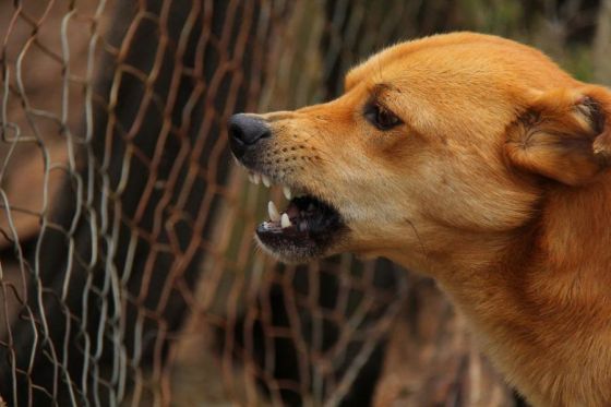 El hospital Materno Infantil atiende por mes alrededor de 50 niños mordidos por animales