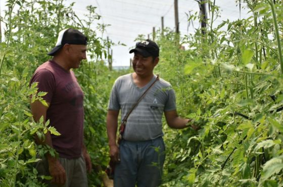 Misión La Paz: el primer invernadero wichí ya produce tomates