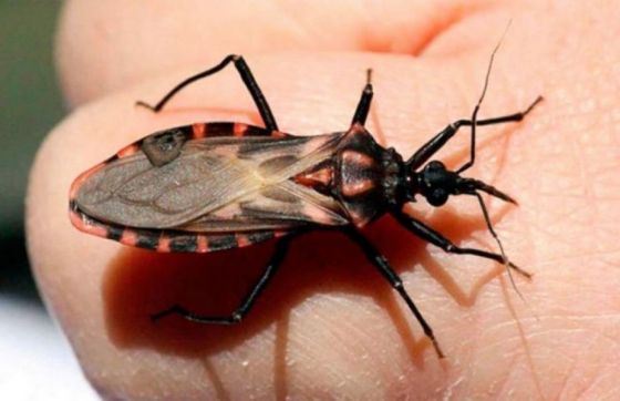 Más de 13 mil personas fueron diagnosticadas con Chagas en los últimos 11 años en Salta