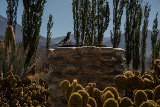 Salta nuevamente lidera el ranking de especies de aves observadas