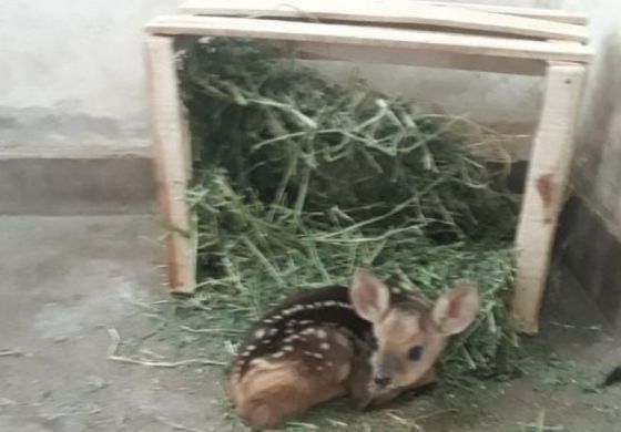 Indican cómo actuar ante el avistaje de fauna en zonas periurbanas